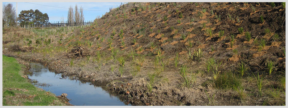 Gully & Native Restoration, Higher Ground Landscapes